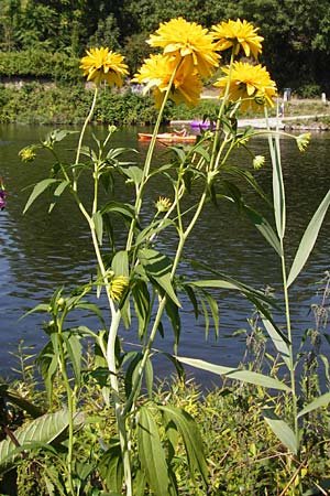 Rudbeckia laciniata \ Schlitzbl�ttriger Sonnenhut, Hoher Sonnenhut / Cutweed Coneflower, D Runkel an der Lahn 1.8.2015