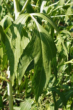 Rudbeckia laciniata \ Schlitzbl�ttriger Sonnenhut, Hoher Sonnenhut / Cutweed Coneflower, D Runkel an der Lahn 1.8.2015