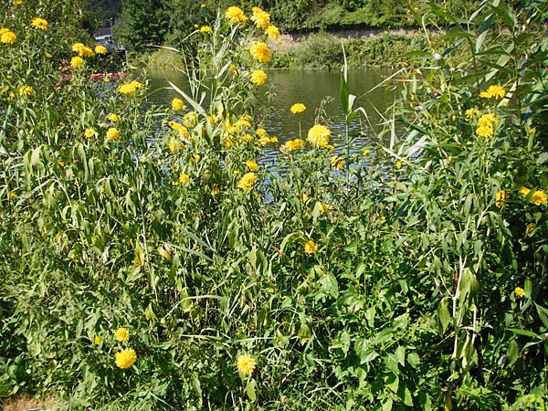 Rudbeckia laciniata \ Schlitzbl�ttriger Sonnenhut, Hoher Sonnenhut / Cutweed Coneflower, D Runkel an der Lahn 1.8.2015