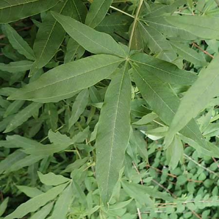 Vitex agnus-castus \ M�nchspfeffer, Keuschbaum / Chaste-Berry Tree, D Pfalz, Speyer 21.6.2018