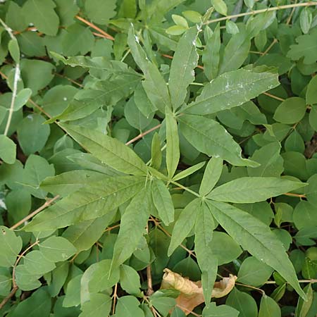 Vitex agnus-castus \ M�nchspfeffer, Keuschbaum / Chaste-Berry Tree, D Pfalz, Speyer 21.6.2018