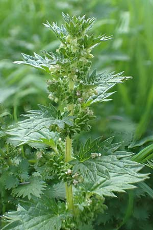 Urtica urens \ Kleine Brenn-Nessel / Small Nettle, D Mannheim 9.4.2020