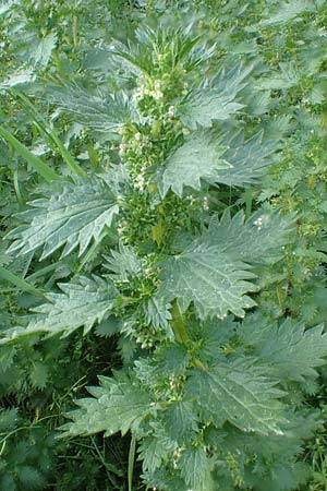 Urtica urens \ Kleine Brenn-Nessel / Small Nettle, D Mannheim 9.4.2020