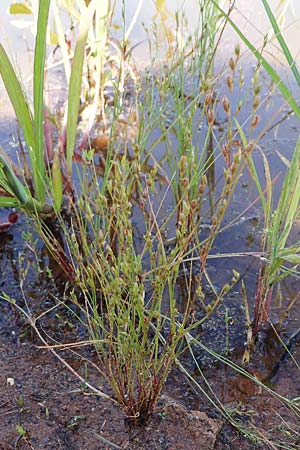 Juncus bufonius \ Kr�ten-Binse / Toad Rush, D Kaiserslautern 15.8.2021