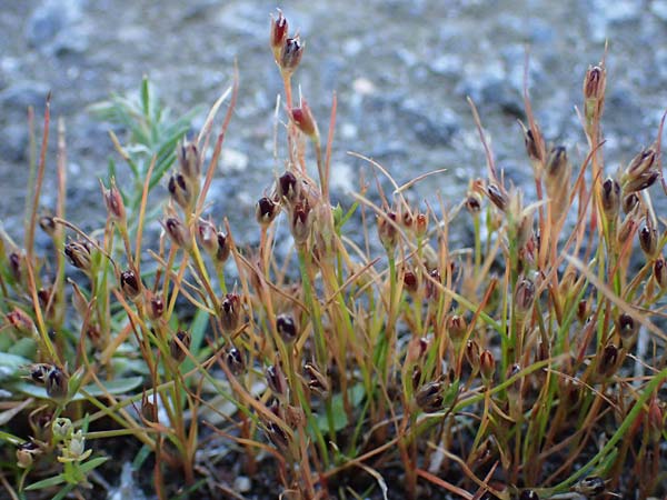 Juncus bufonius \ Kr�ten-Binse / Toad Rush, D Odenwald, Erbach 17.7.2022