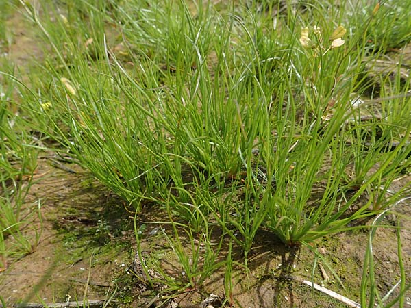Juncus bufonius \ Kr�ten-Binse / Toad Rush, D Walld&uuml;rn 20.5.2023