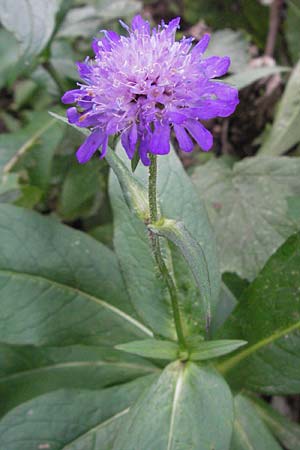 Knautia dipsacifolia \ Wald-Witwenblume / Wood Scabious, D Schwarzwald/Black-Forest, Feldberg 18.8.2007