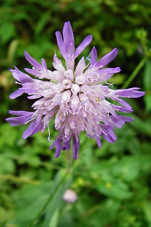 Knautia dipsacifolia \ Wald-Witwenblume / Wood Scabious, D Schwarzwald/Black-Forest, Alpirsbach 26.7.2015