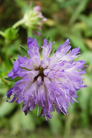 Knautia dipsacifolia \ Wald-Witwenblume / Wood Scabious, D Schwarzwald/Black-Forest, Alpirsbach 26.7.2015