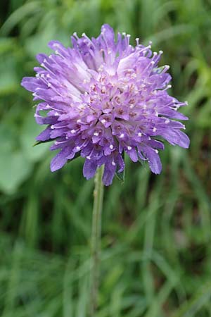 Knautia dipsacifolia \ Wald-Witwenblume / Wood Scabious, D Spaichingen 26.6.2018