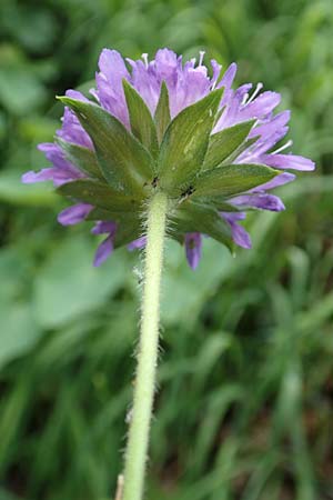 Knautia dipsacifolia \ Wald-Witwenblume / Wood Scabious, D Spaichingen 26.6.2018