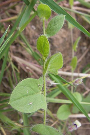 Kickxia elatine \ Spie�bl�ttriges T�nnel-Leinkraut / Sharp-Leaved Fluellen, D Gro&szlig;heubach-Rosshof 16.7.2016
