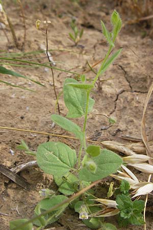 Kickxia elatine \ Spie�bl�ttriges T�nnel-Leinkraut / Sharp-Leaved Fluellen, D Gro&szlig;heubach-Rosshof 16.7.2016