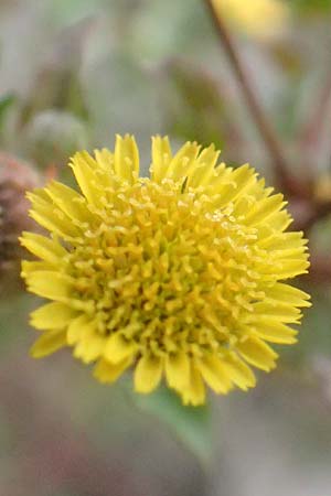 Pulicaria vulgaris \ Kleines Flohkraut / Small Fleabane, D Mannheim 13.10.2015