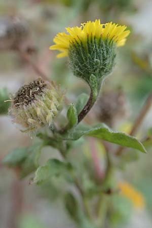 Pulicaria vulgaris \ Kleines Flohkraut / Small Fleabane, D Mannheim 13.10.2015