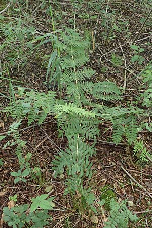 Osmunda regalis \ K&ouml;nigs-Farn / Royal Fern, D H&ouml;velhof 15.6.2018