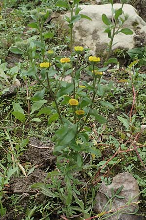 Pulicaria vulgaris \ Kleines Flohkraut / Small Fleabane, D Gro&szlig;-Gerau 5.10.2019