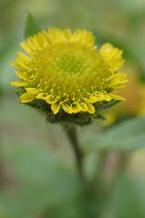 Pulicaria vulgaris \ Kleines Flohkraut / Small Fleabane, D Gro&szlig;-Gerau 5.10.2019