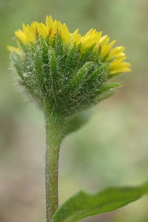 Pulicaria vulgaris \ Kleines Flohkraut / Small Fleabane, D Gro&szlig;-Gerau 5.10.2019