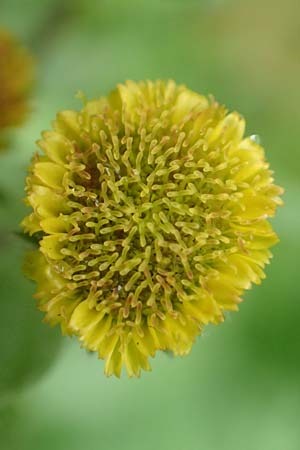 Pulicaria vulgaris \ Kleines Flohkraut / Small Fleabane, D Mannheim 27.10.2019