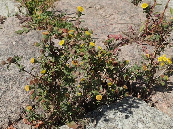 Pulicaria vulgaris \ Kleines Flohkraut / Small Fleabane, D Sachsen-Anhalt, Havelberg 18.9.2020
