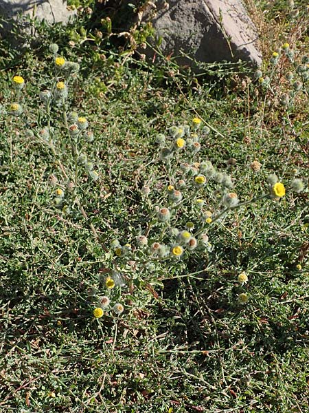 Pulicaria vulgaris \ Kleines Flohkraut / Small Fleabane, D Mannheim 13.8.2022