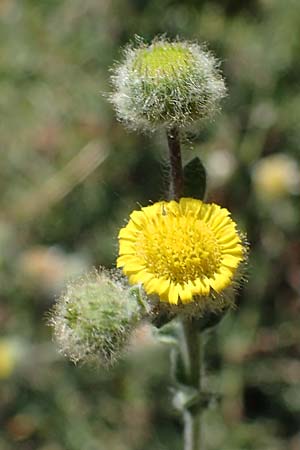 Pulicaria vulgaris \ Kleines Flohkraut / Small Fleabane, D Mannheim 13.8.2022