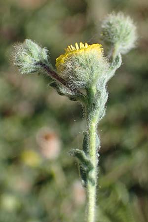 Pulicaria vulgaris \ Kleines Flohkraut / Small Fleabane, D Mannheim 13.8.2022