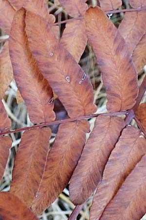 Osmunda regalis \ K&ouml;nigs-Farn / Royal Fern, D Bad D&uuml;rkheim 19.11.2023