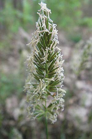 Anthoxanthum odoratum \ Gew�hnliches Ruch-Gras / Sweet Vernal Grass, D Sandhausen 23.4.2007