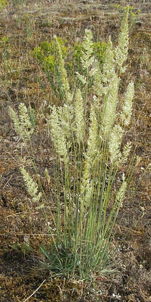 Koeleria glauca \ Blaugr�nes Schillergras / Blue Hair Grass, D Sandhausen 25.5.2007