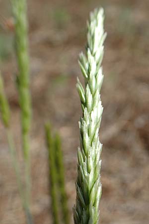 Koeleria glauca \ Blaugr�nes Schillergras / Blue Hair Grass, D Jugenheim an der Bergstra&szlig;e 12.5.2020