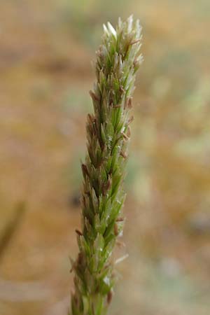 Koeleria glauca \ Blaugr�nes Schillergras / Blue Hair Grass, D Jugenheim an der Bergstra&szlig;e 4.6.2020