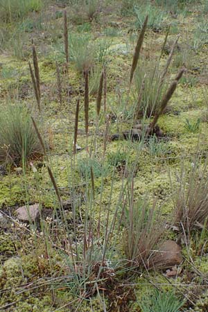 Koeleria glauca \ Blaugr�nes Schillergras / Blue Hair Grass, D Mannheim 27.5.2021