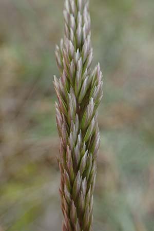 Koeleria glauca \ Blaugr�nes Schillergras / Blue Hair Grass, D Mannheim 27.5.2021