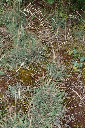 Koeleria glauca \ Blaugr�nes Schillergras / Blue Hair Grass, D Lampertheim 27.8.2021