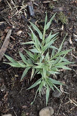 Tragus racemosus \ Traubiges Klettengras / Spike Burr Grass, D Kehl 3.9.2022