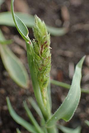 Tragus racemosus \ Traubiges Klettengras / Spike Burr Grass, D Kehl 3.9.2022