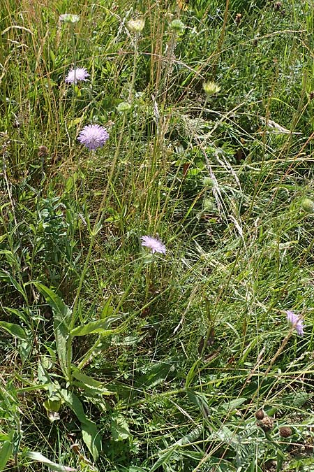 Knautia gracilis \ Zierliche Witwenblume / Dainty Scabious, D Allenbach 26.6.2023