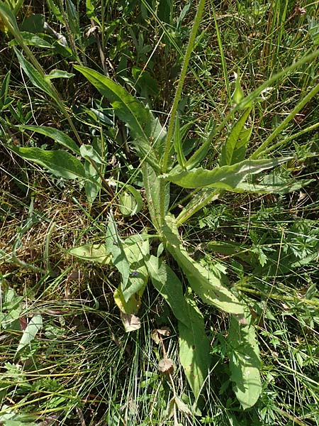 Knautia gracilis \ Zierliche Witwenblume / Dainty Scabious, D Allenbach 26.6.2023
