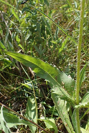 Knautia gracilis \ Zierliche Witwenblume / Dainty Scabious, D Allenbach 26.6.2023