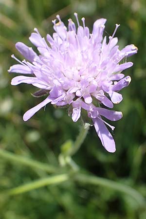 Knautia gracilis \ Zierliche Witwenblume / Dainty Scabious, D Allenbach 26.6.2023