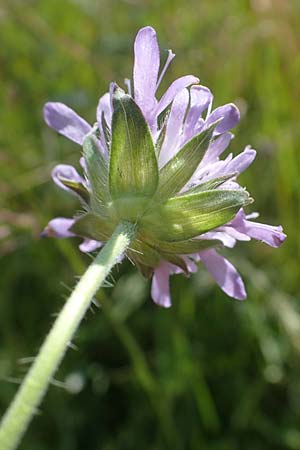 Knautia gracilis \ Zierliche Witwenblume / Dainty Scabious, D Allenbach 26.6.2023