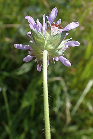 Knautia gracilis \ Zierliche Witwenblume / Dainty Scabious, D Allenbach 26.6.2023