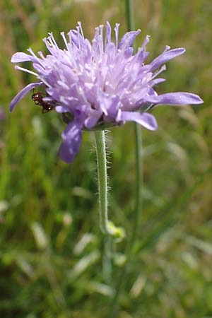 Knautia gracilis \ Zierliche Witwenblume / Dainty Scabious, D Allenbach 26.6.2023