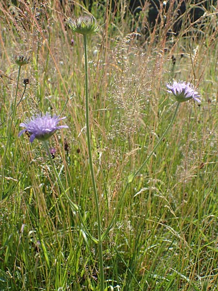 Knautia gracilis \ Zierliche Witwenblume / Dainty Scabious, D Allenbach 26.6.2023