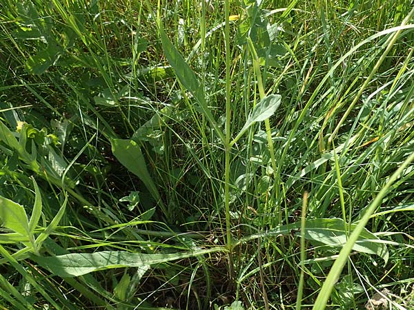Knautia gracilis \ Zierliche Witwenblume / Dainty Scabious, D Allenbach 26.6.2023