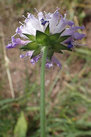 Knautia gracilis \ Zierliche Witwenblume / Dainty Scabious, D Nonnweiler 26.6.2023