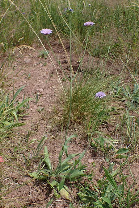 Knautia gracilis \ Zierliche Witwenblume / Dainty Scabious, D Nonnweiler 26.6.2023