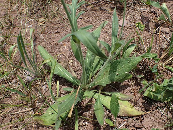 Knautia gracilis \ Zierliche Witwenblume / Dainty Scabious, D Nonnweiler 26.6.2023